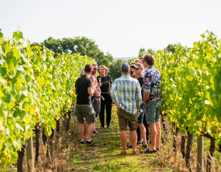 Ridgeview Wine Estate, Vineyard Tours and Wine Tasting in Sussex