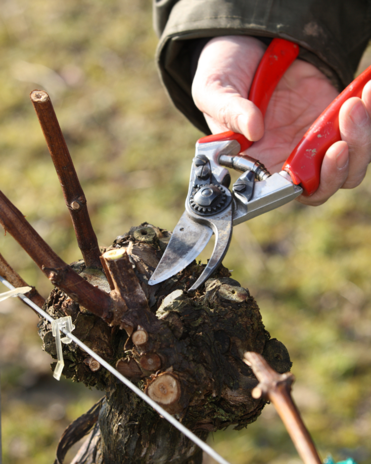 Pruning the vines at ridgeview with snips