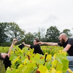 Harvest 2021 Ridgeview Wine Estate English sparkling wine Sussex England