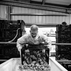 Harvest 2021 Ridgeview Wine Estate English sparkling wine Sussex England