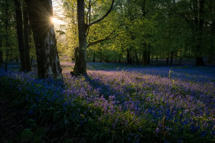Ridgeview Wine Estate, Bluebells in the woodland
