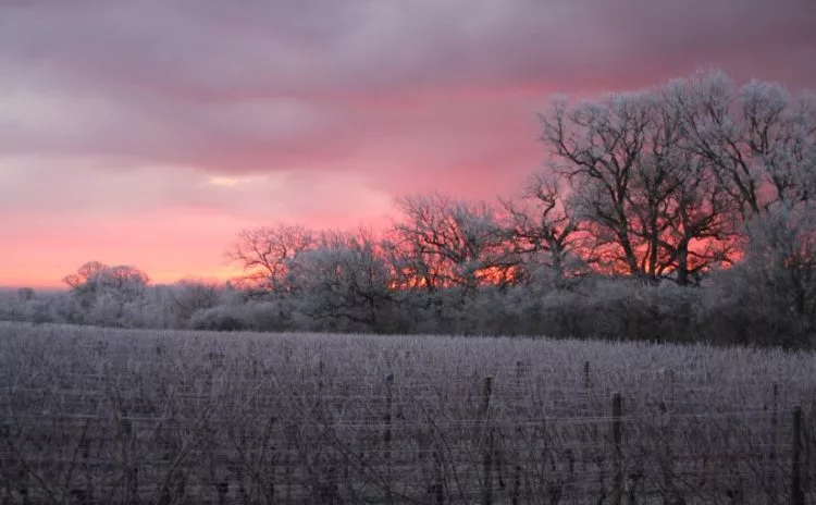 Winter at Ridgeview Wine Estate English sparkling wine Sussex England