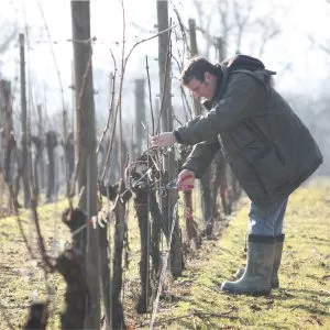Pruning the vines at Ridgeview Wine Estate English sparkling wine Sussex England