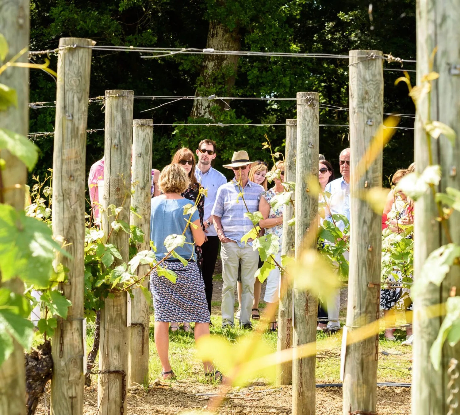 Vineyard Tours at Ridgeview Wine Estate English sparkling wine Sussex England