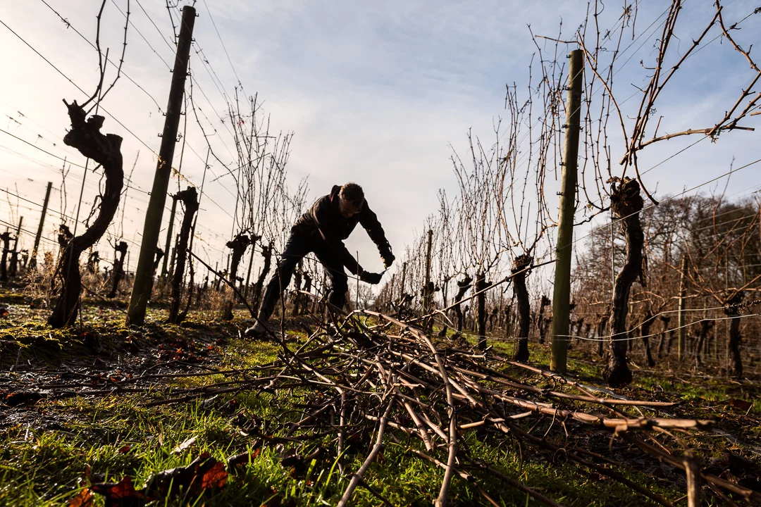 Pruning the vines at Ridgeview Wine Estate English sparkling wine Sussex England