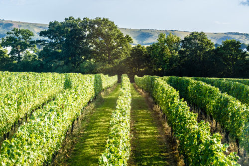 Vineyard at Ridgeview Wine Estate English sparkling wine Sussex England