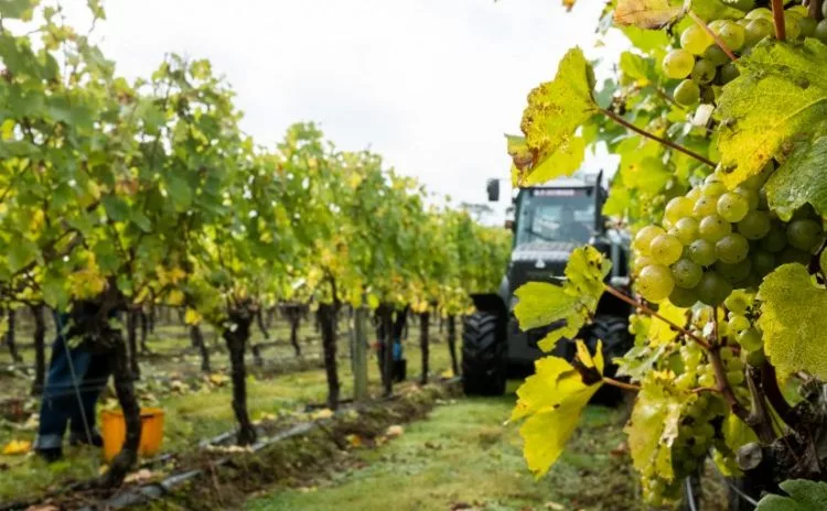 2021 Harvest at Ridgeview Wine Estate English sparkling wine Sussex England