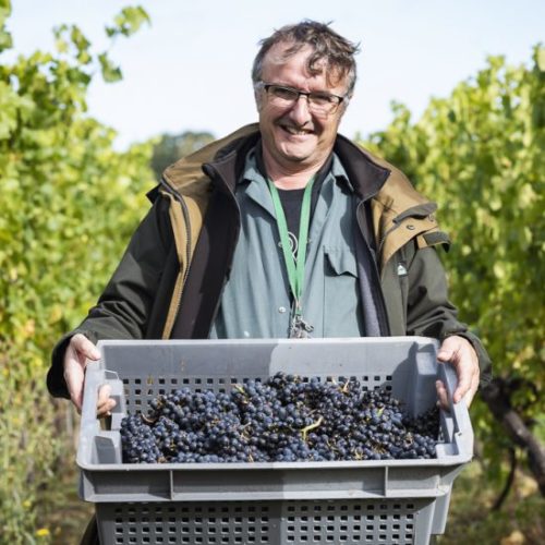 Harvest at Ridgeview Wine Estate English sparkling wine Sussex England