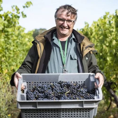 Harvest at Ridgeview Wine Estate English sparkling wine Sussex England