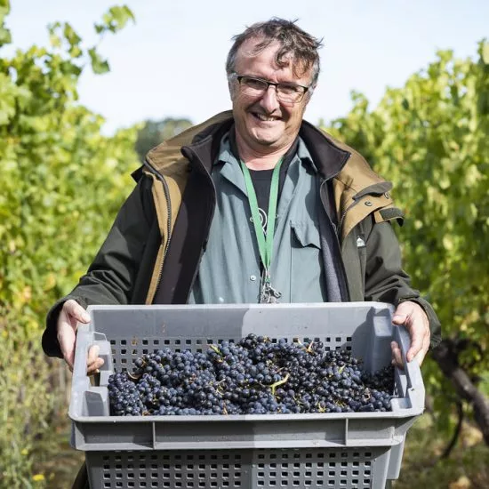 Harvest at Ridgeview Wine Estate English sparkling wine Sussex England