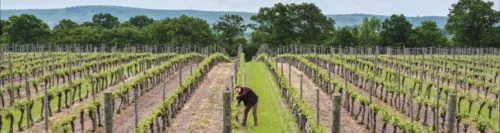 Ridgeview Wine Estate vineyards