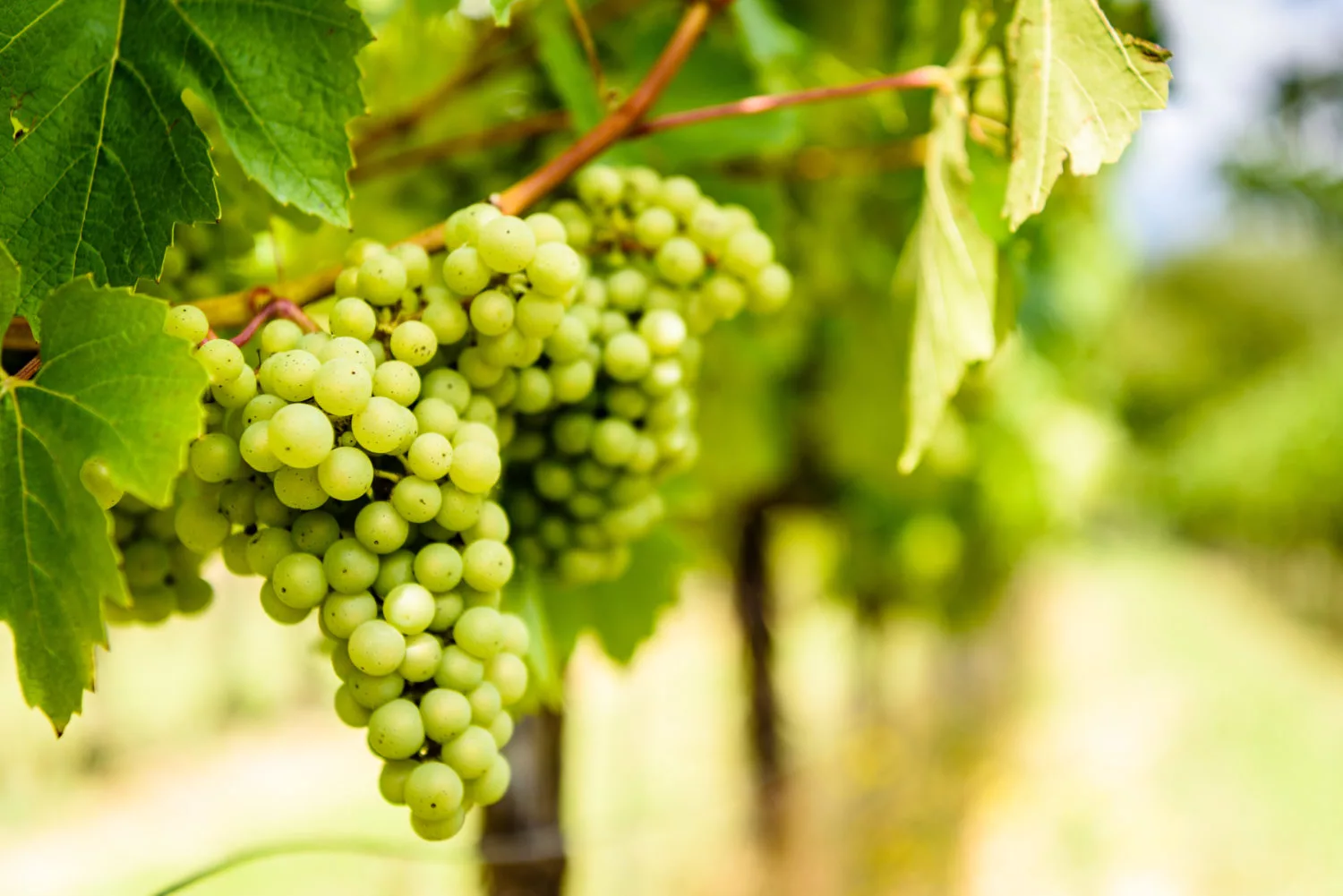 Ridgeview Wine Estate English sparkling wine Sussex England