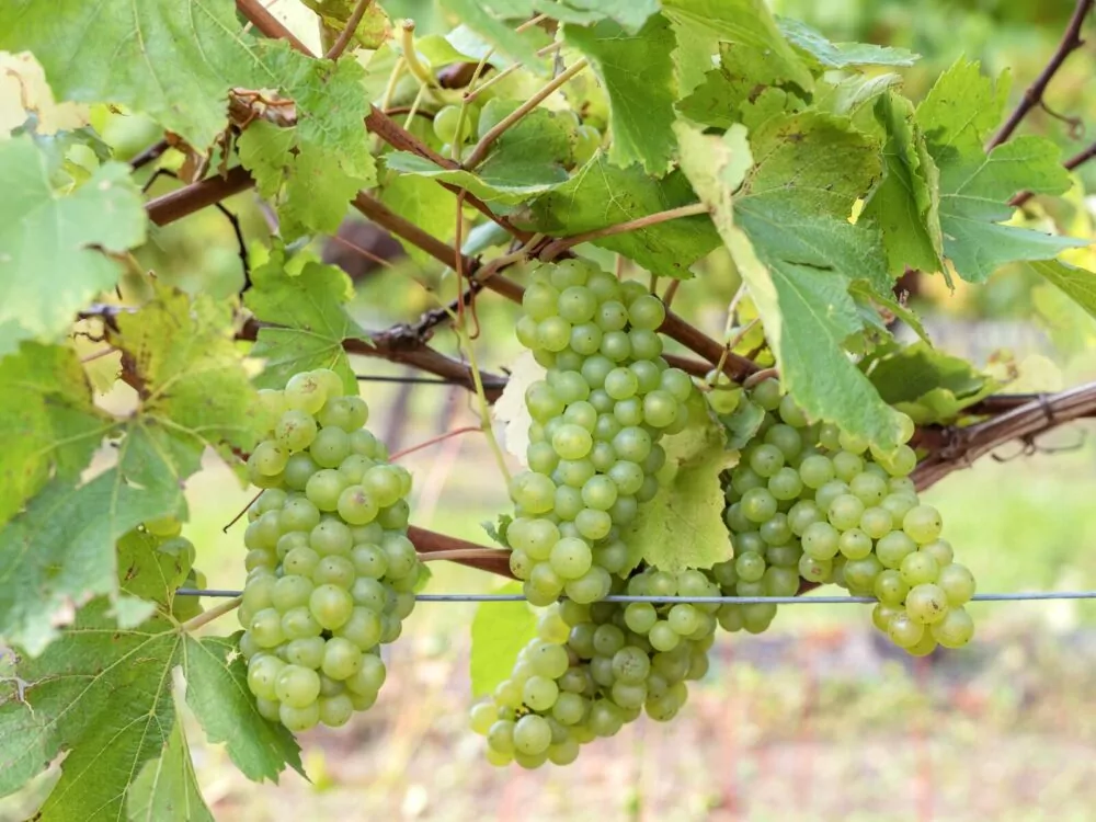 Ridgeview Chardonnay Grapes at Ridgeview Wine Estate Sussex England