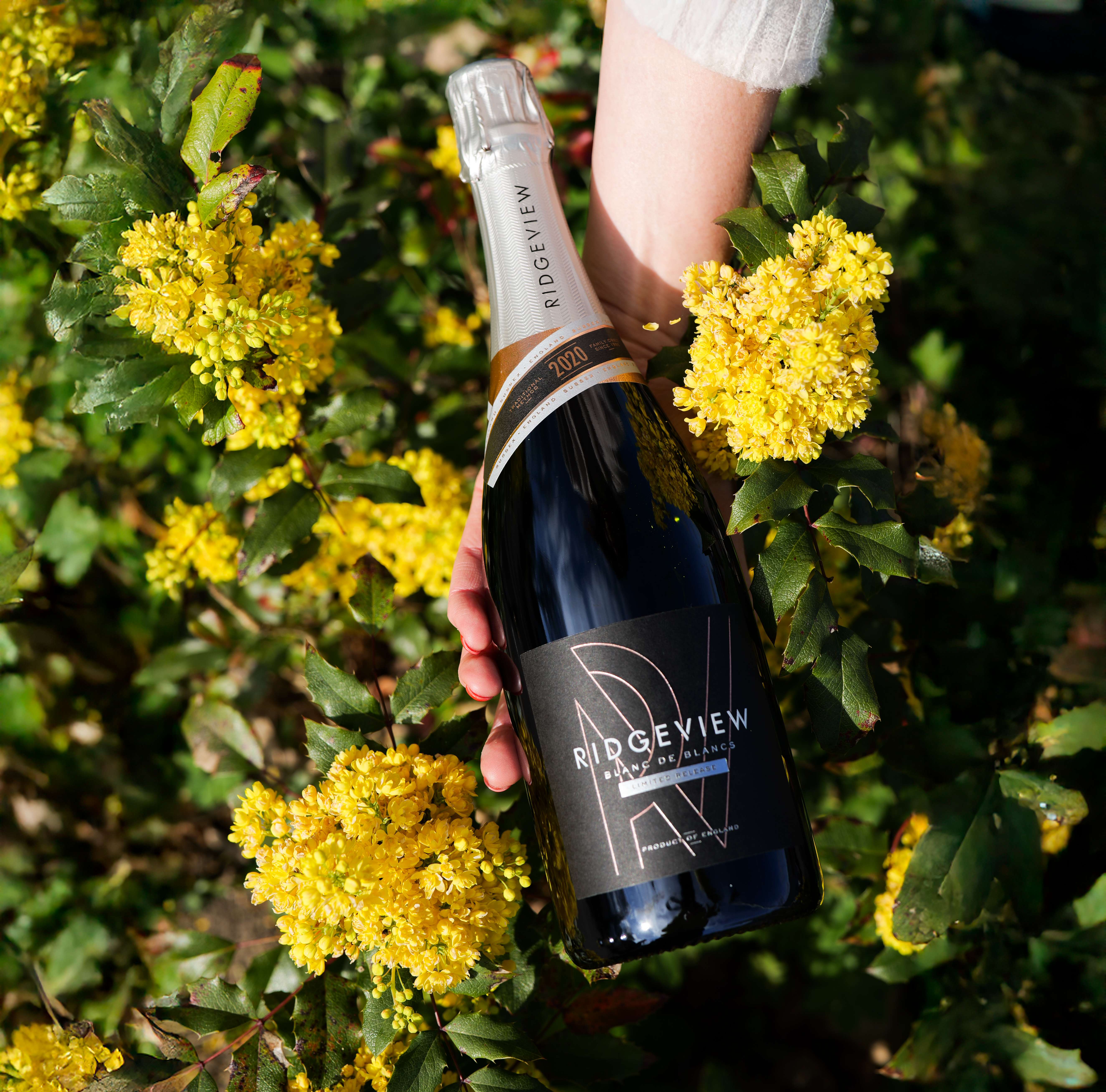 Blanc de Blancs - Image 3