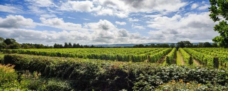 Ridgeview Wine Estate award-winning English sparkling wine Sussex