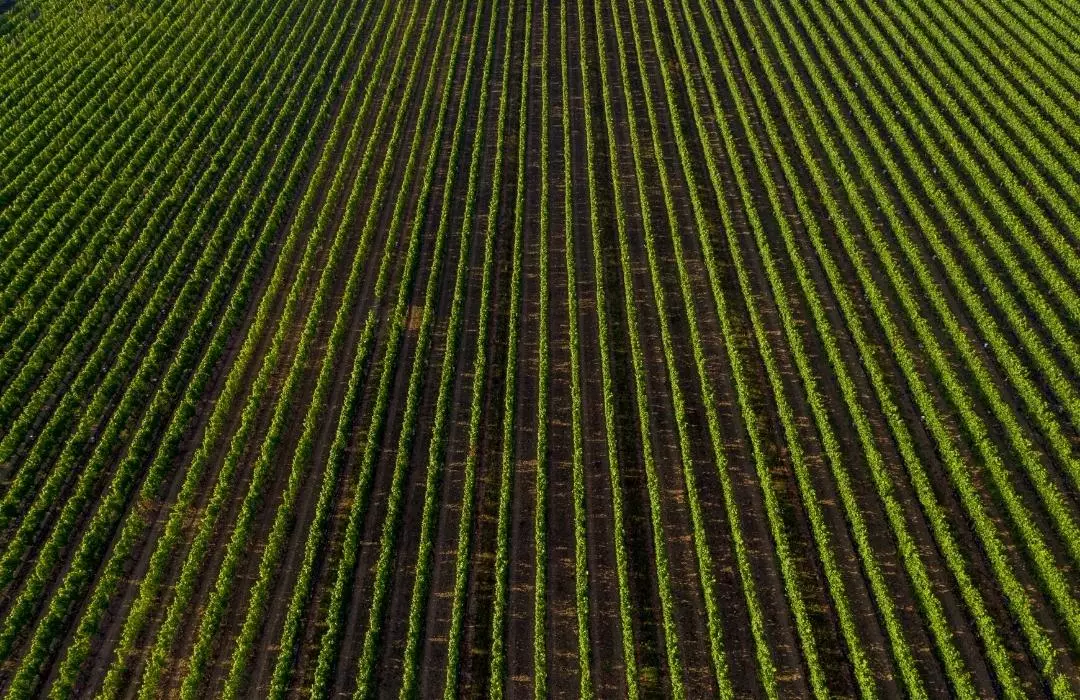 The vines at Ridgeview Wine Estate English sparkling wine Sussex England