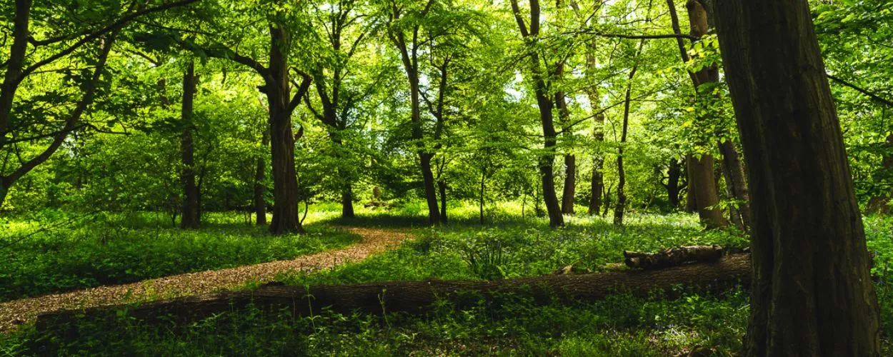 Ridgeview Wine Estate English sparkling wine Sussex England