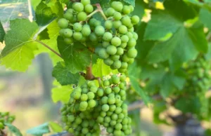 Harvest at Ridgeview Wine Estate Sussex England