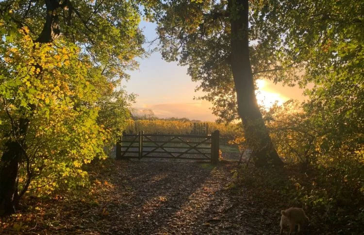 Ridgeview Wine Estate English sparkling wine Sussex England