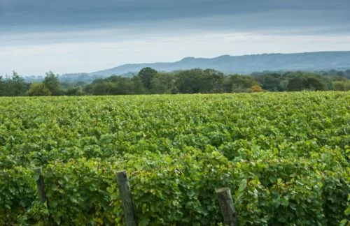 Ridgeview Wine Estate English sparkling wine Sussex England
