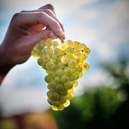 Ridgeview Wine Estate Tour and Tasting English Sparkling Wine