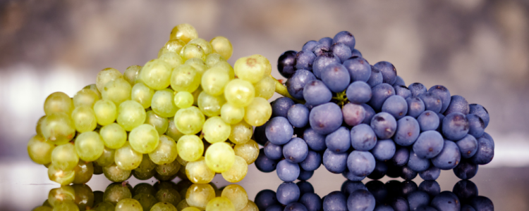 Ridgeview Wine Estate, English Sparkling Wine Grapes