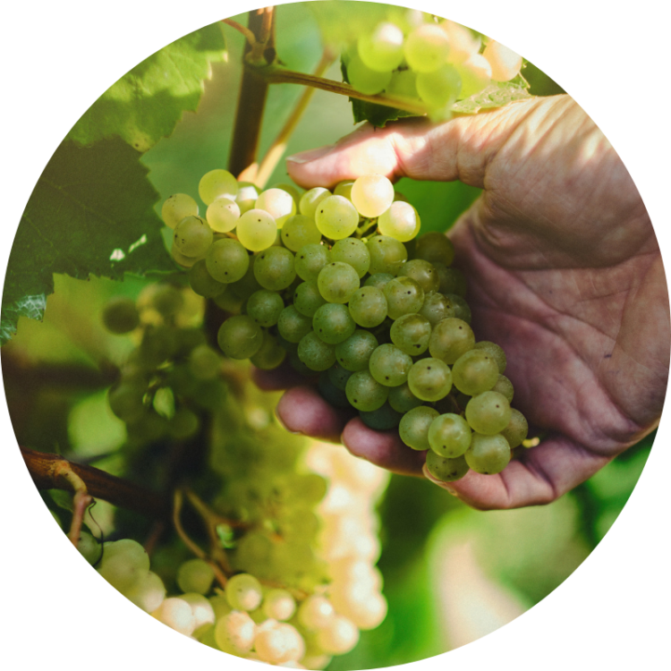 Ridgeview Wine Estate English Sparkling Wine