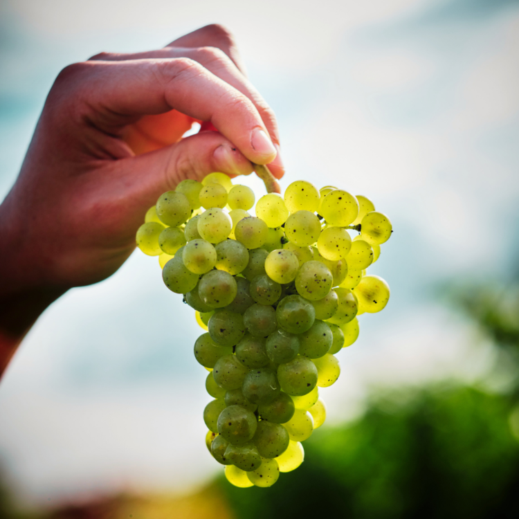 Chardonnay Grapes from Ridgeview Wine Estate