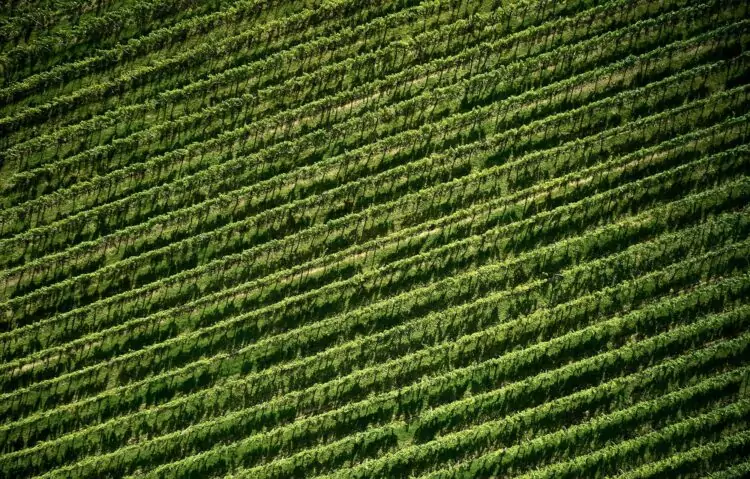 Ridgeview Wine Estate Chardonnay Vineyard