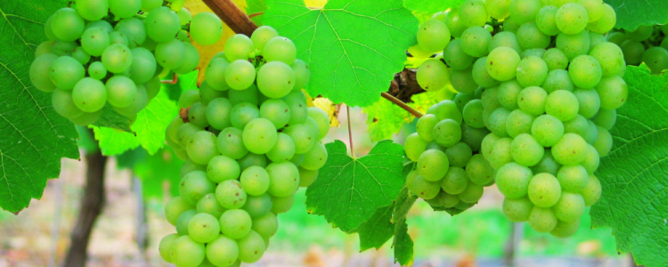 Ridgeview Wine Estate, Chardonnay Grapes