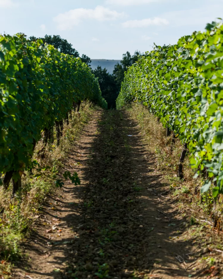 Ridgeview Wine Estate Vineyard Terroir