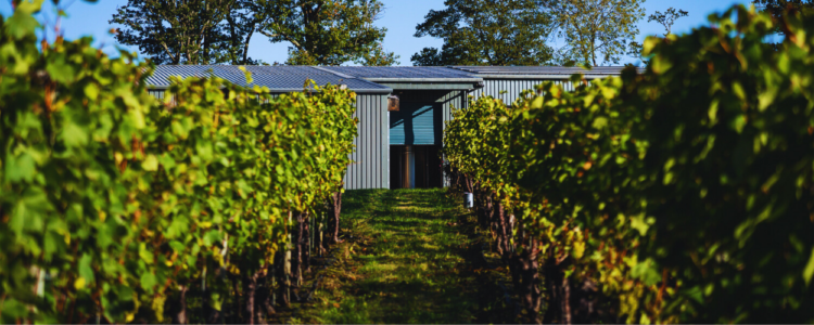 Ridgeview Wine Estate, Winery and Vineyard
