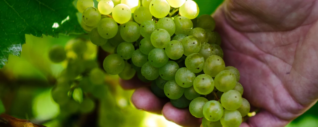 Ridgeview Wine Estate Chardonnay Grapes