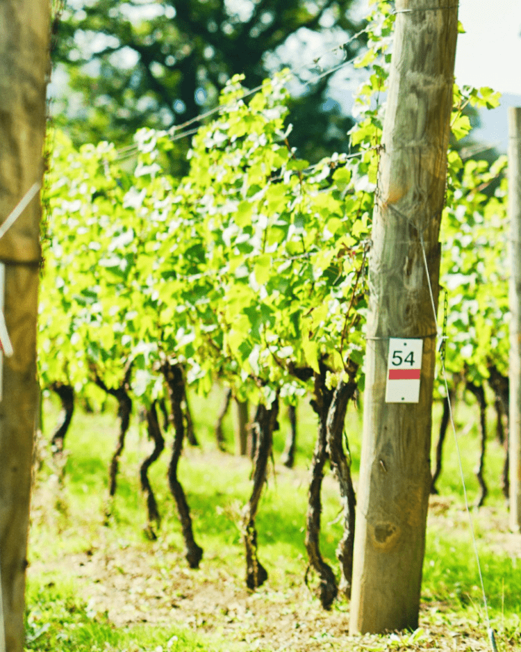 Ridgeview Wine Estate, Chardonnay Vines