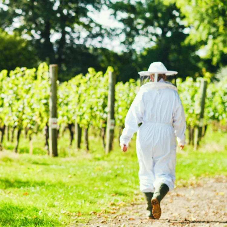 Ridgeview Wine Estate Beekeeping