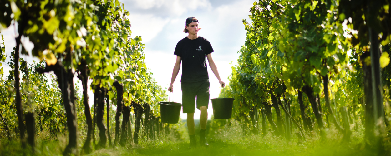 Ridgeview English Sparkling Wine, Chardonnay Vineyard at Harvest