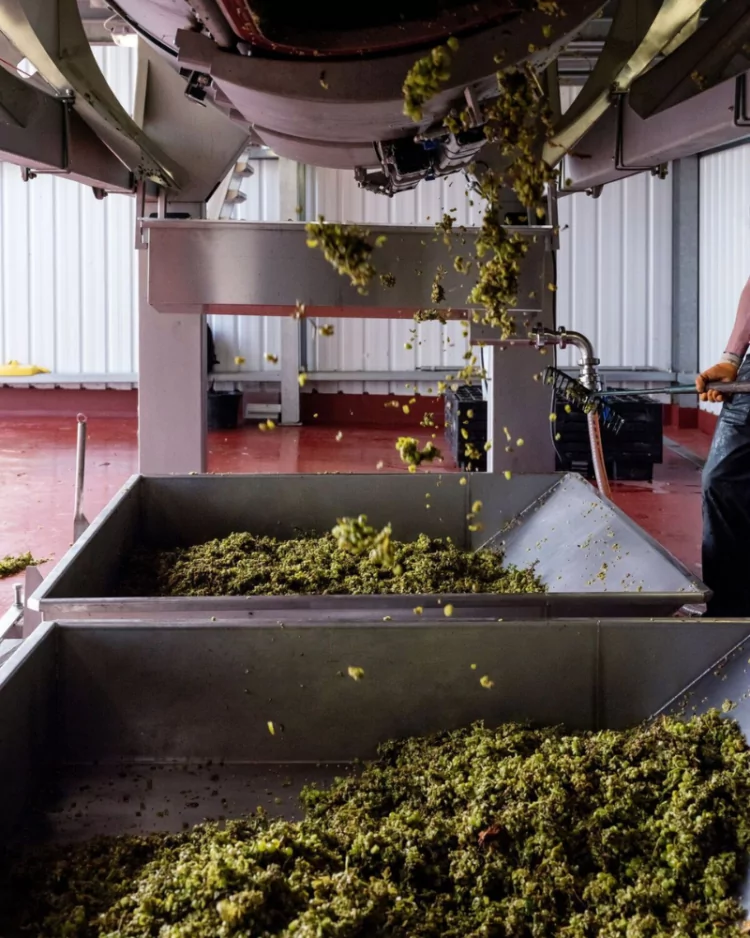 Grapes in the press