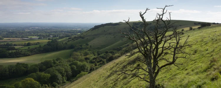 Winter walks in Sussex, Ditchling Beacon