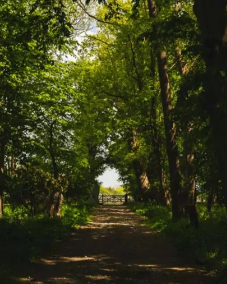 Ridgeview Wine Estate, Sussex Woodland