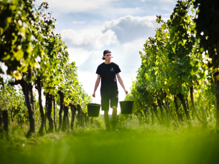 Ridgeview harvest team member walks between rows of vines with buckets