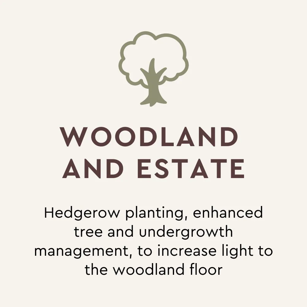 Enhanced tree and undergrowth management to increase light to woodland floor