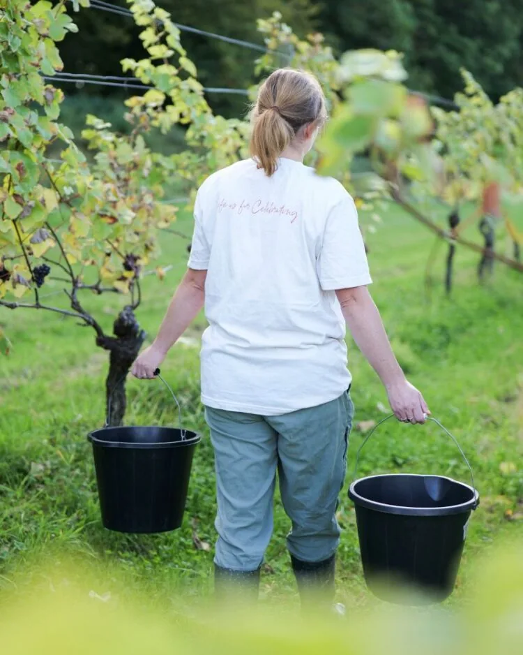 Emily carrying buckets of grapes in the vineyard