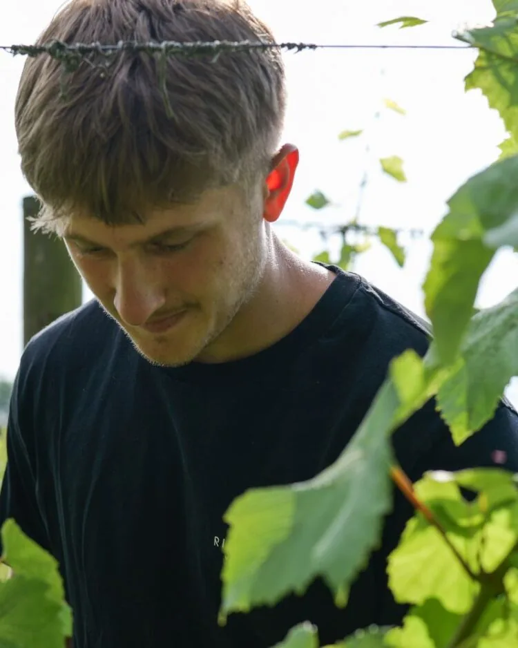 Owen in the vineyard