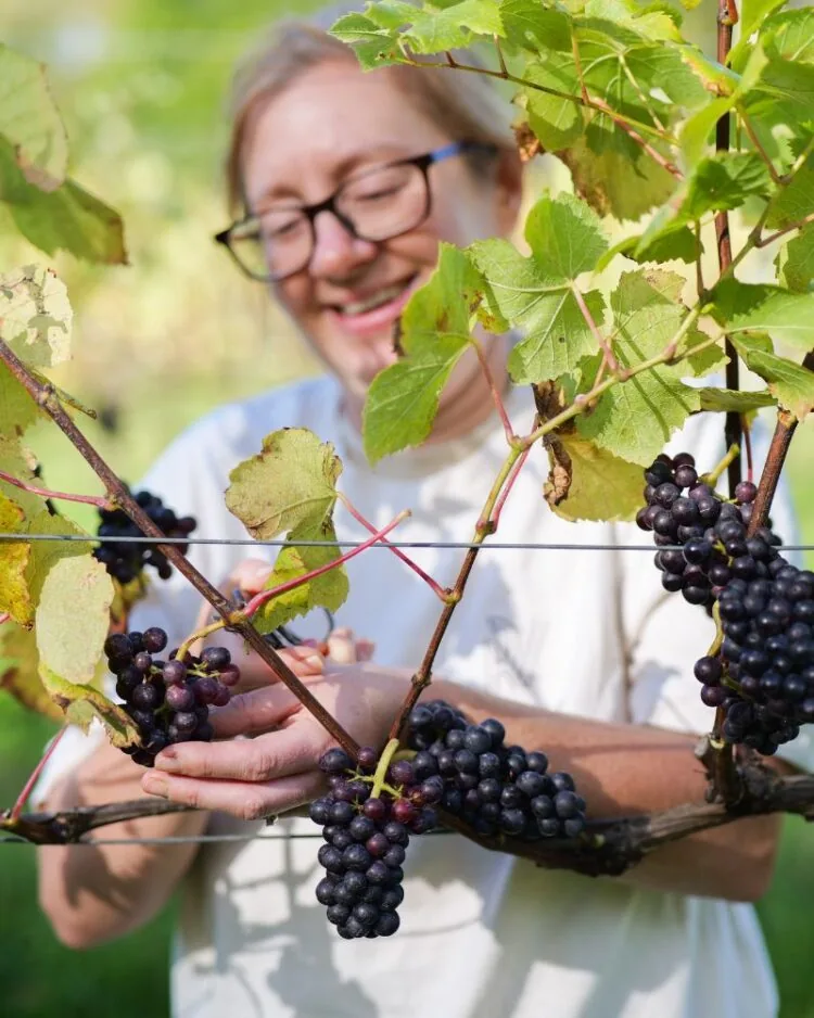 Emily picking grapes in the vineyard