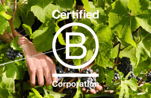 A hand picking grapes in the vineyard with a white B Corp logo overlaid